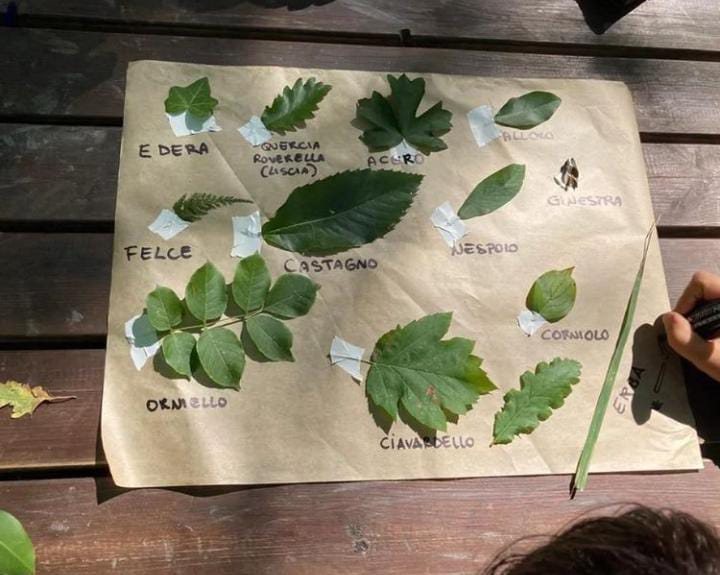 Erbario realizzato con foglie del bosco